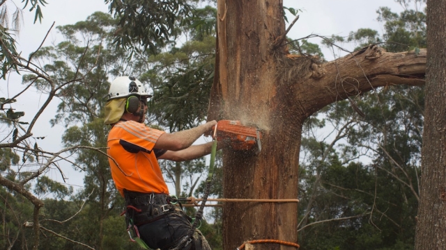 Felling the Giants: Unveiling the Art of Tree Removal