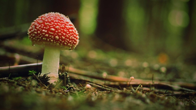 Mushroom Magic: The Ultimate Guide to Growing Your Own Fungi Kingdom