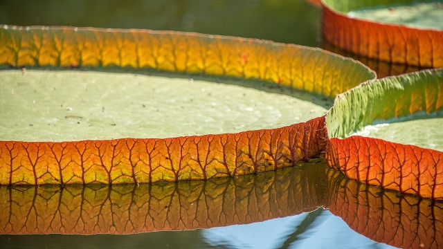 Overview of tissue culture propagation Techniques