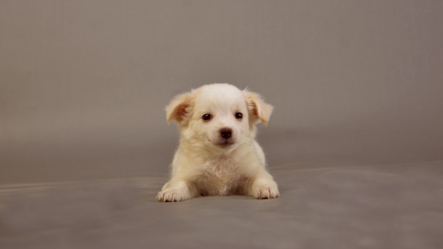 Understanding the Exercise Needs of Doodle Puppies