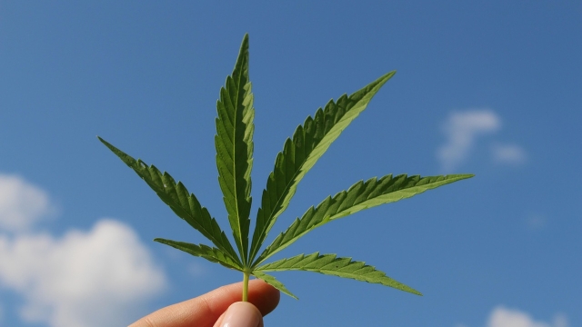 Understanding Medical Cannabis What Patients Need to Know